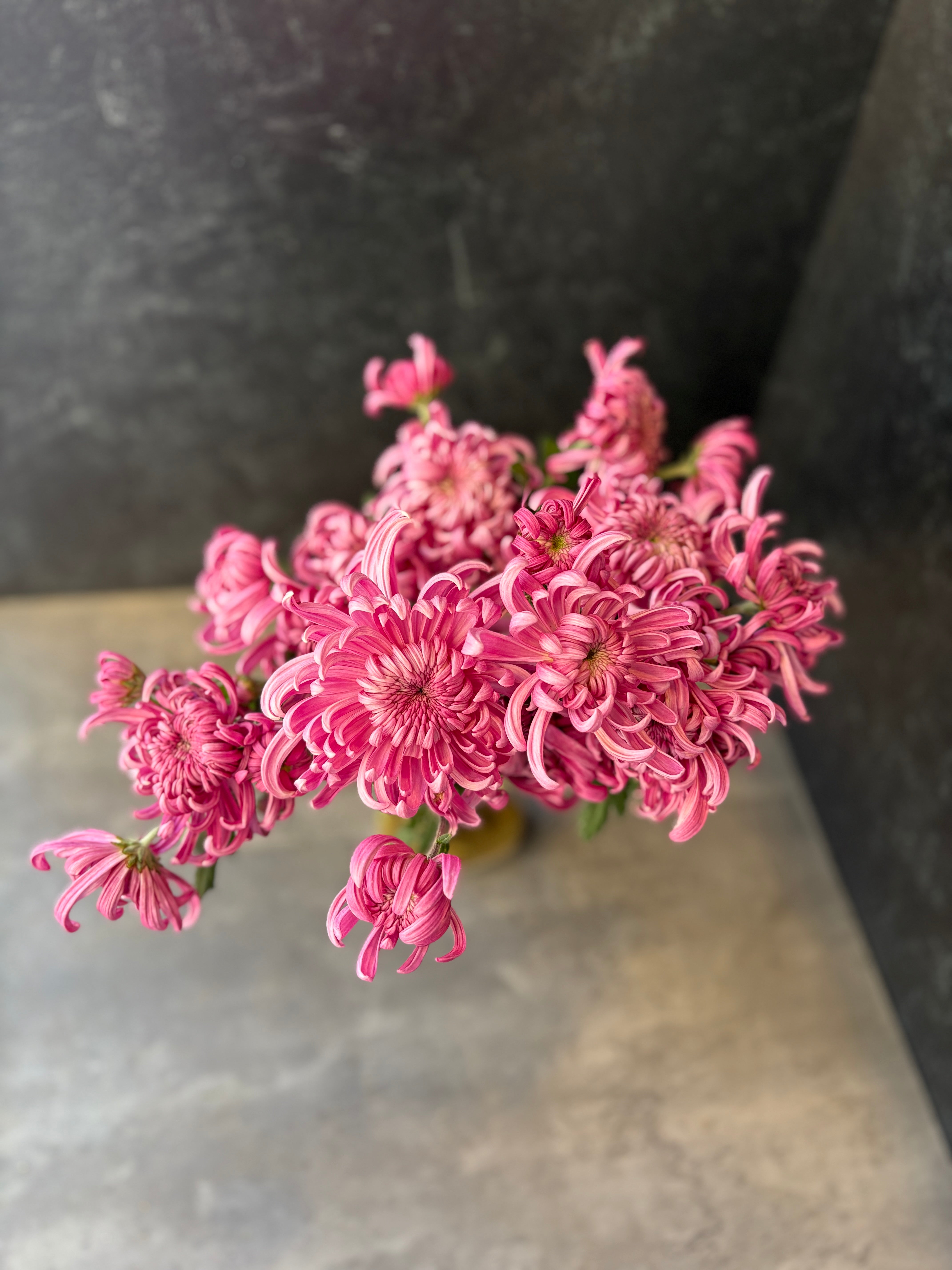 Heirloom Mum Disbud-Jefferson Park