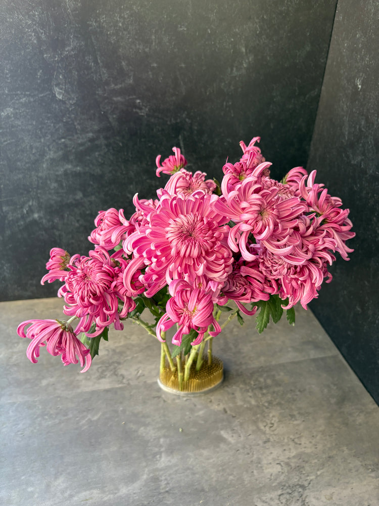 Heirloom Mum Disbud-Jefferson Park - SMFF Wholesale