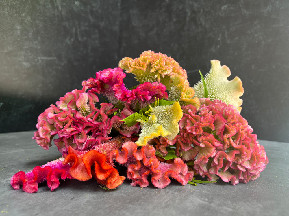 
            
                Load image into Gallery viewer, Celosia Crest-Rainbow Mix
            
        