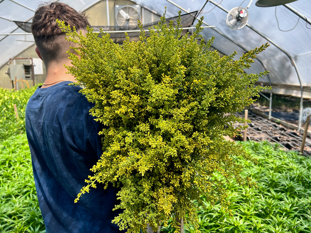 Solidago - SMFF Wholesale