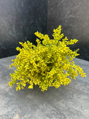 Solidago - SMFF Wholesale
