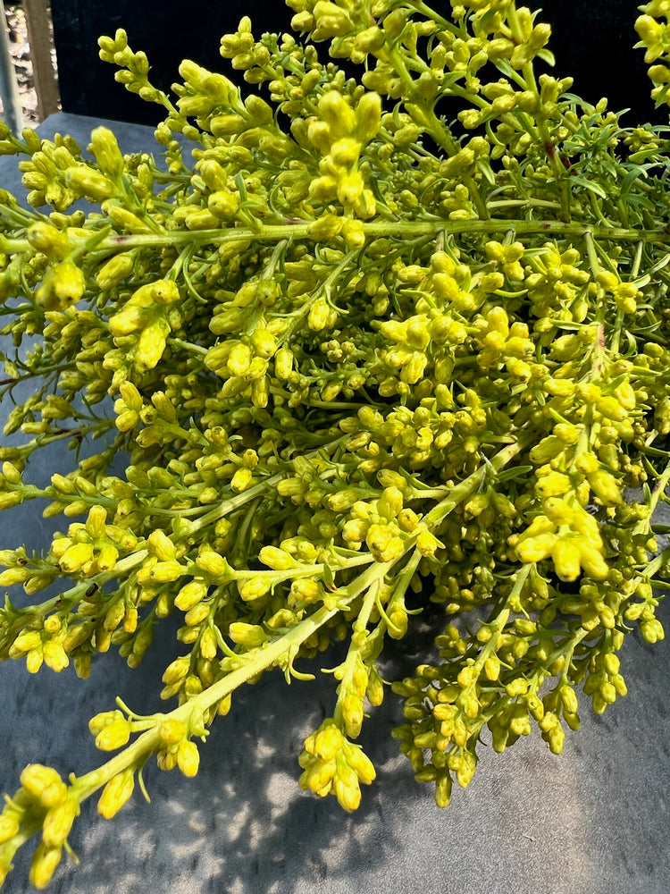 Solidago - SMFF Wholesale