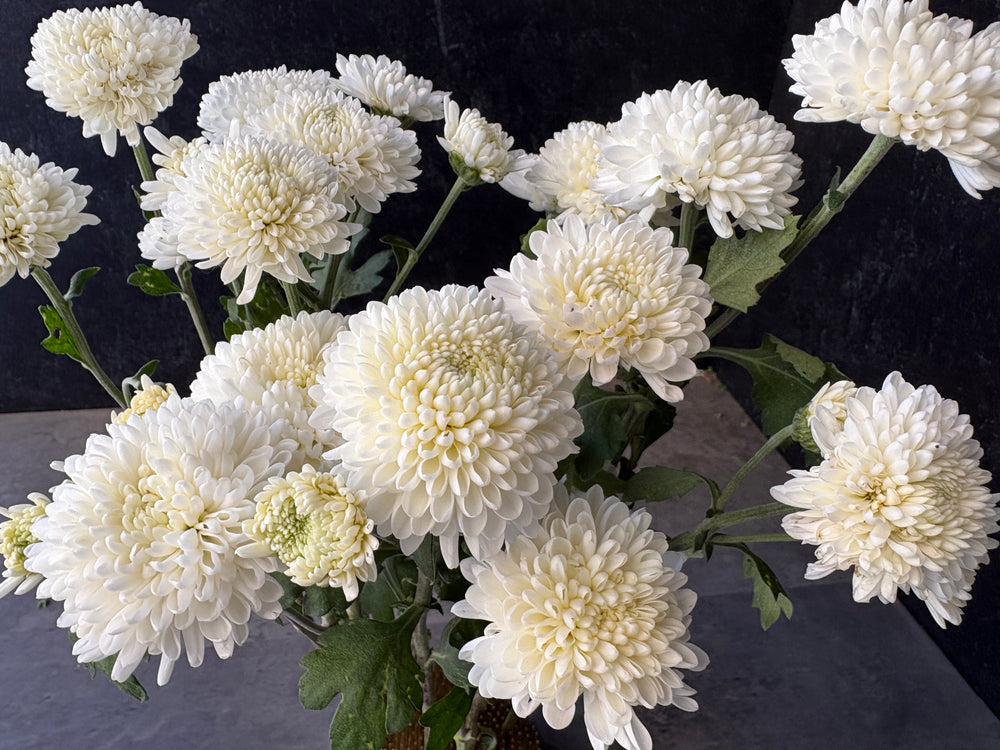 Heirloom Mum Spray-Moonbeam - SMFF Wholesale