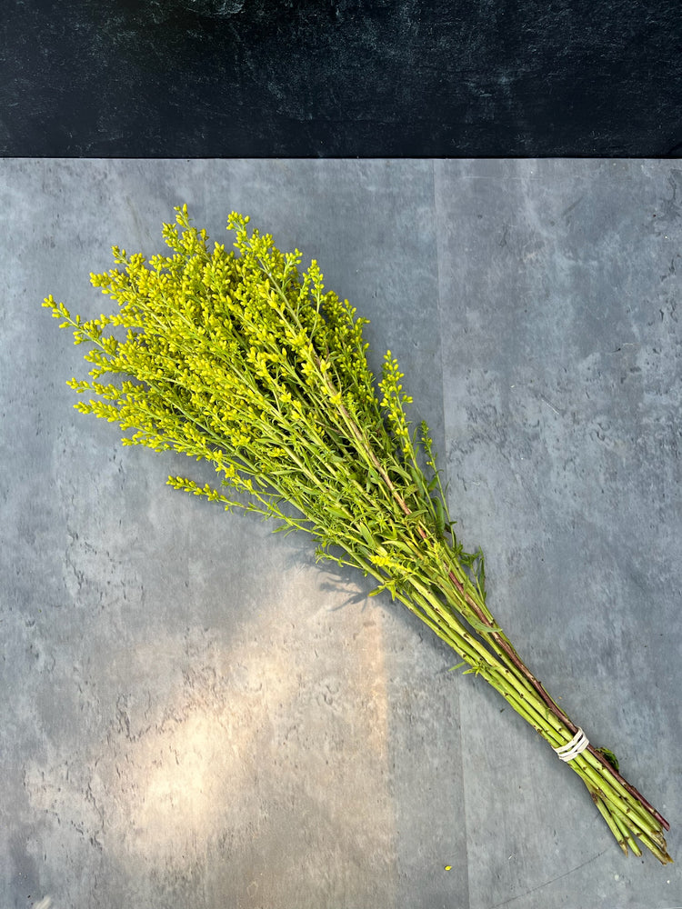 Solidago - SMFF Wholesale