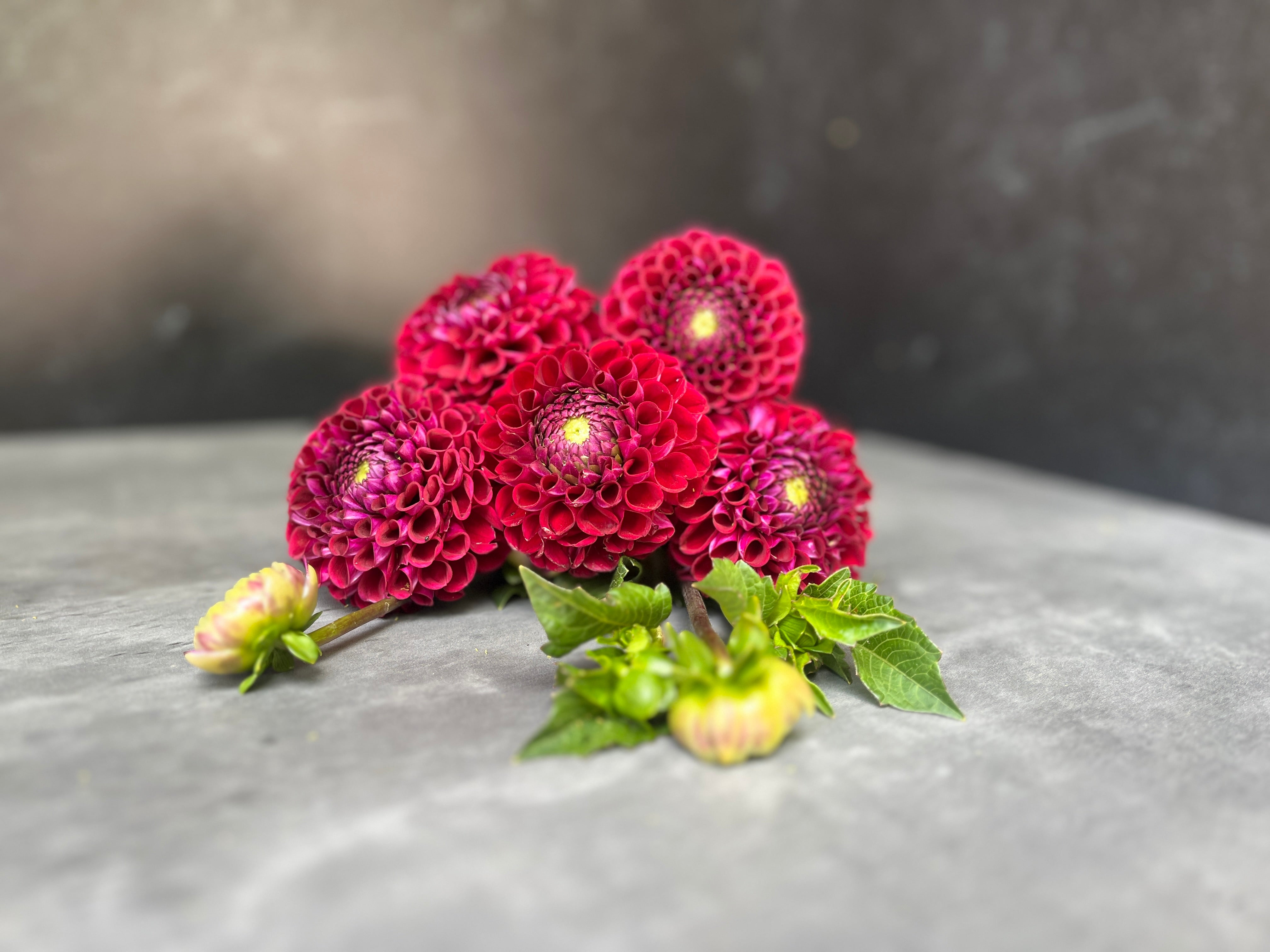 Dahlia Regular-Ivanetti