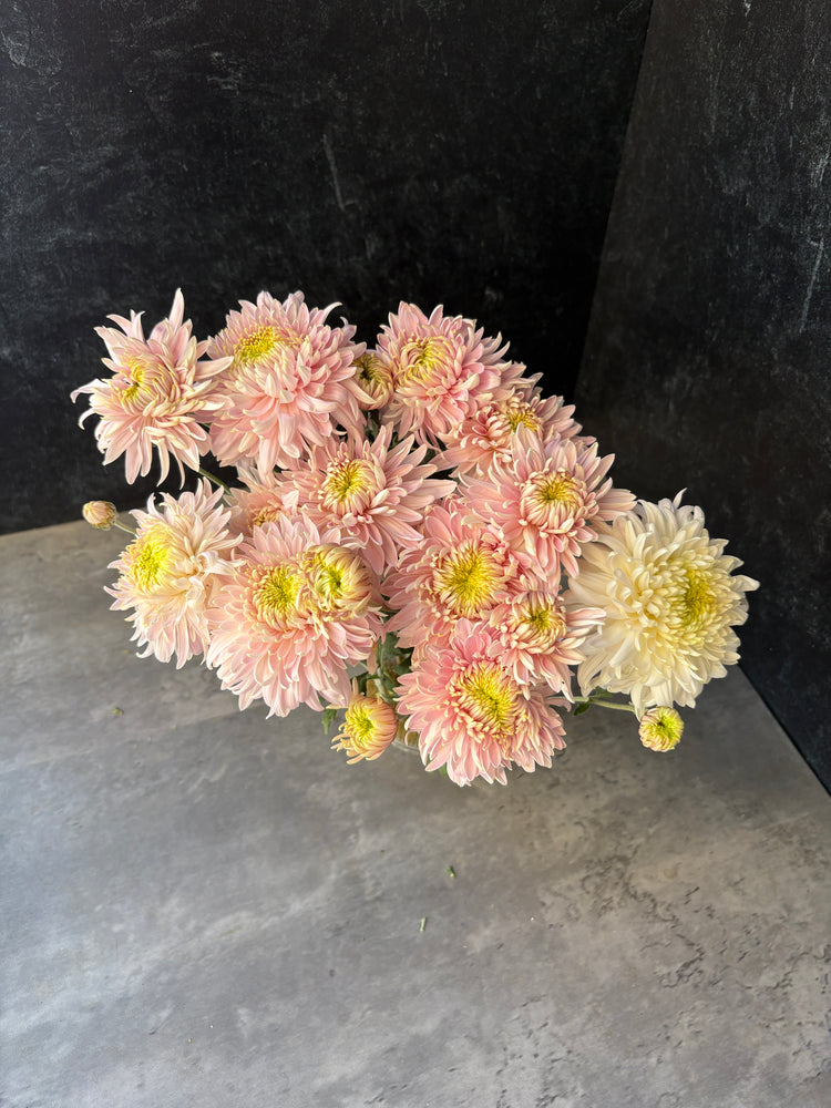 Heirloom Mum Disbud-Seaton's J'adore