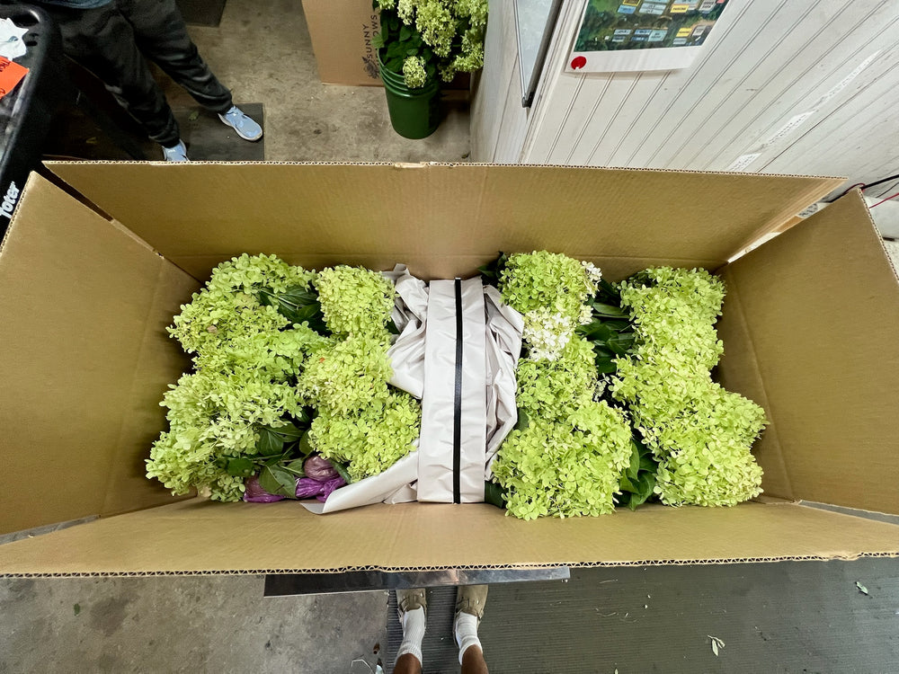 Hydrangea-Limelight Box Lot - SMFF Wholesale