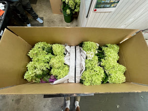 Hydrangea-Limelight Box Lot - SMFF Wholesale