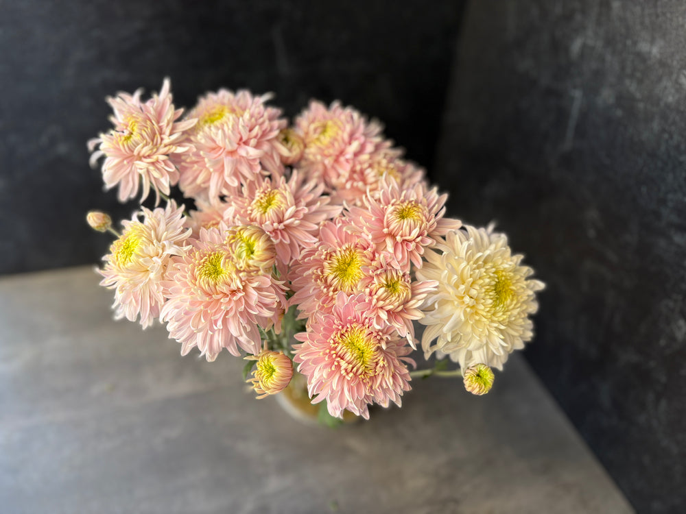 Heirloom Mum Disbud-Seaton's J'adore