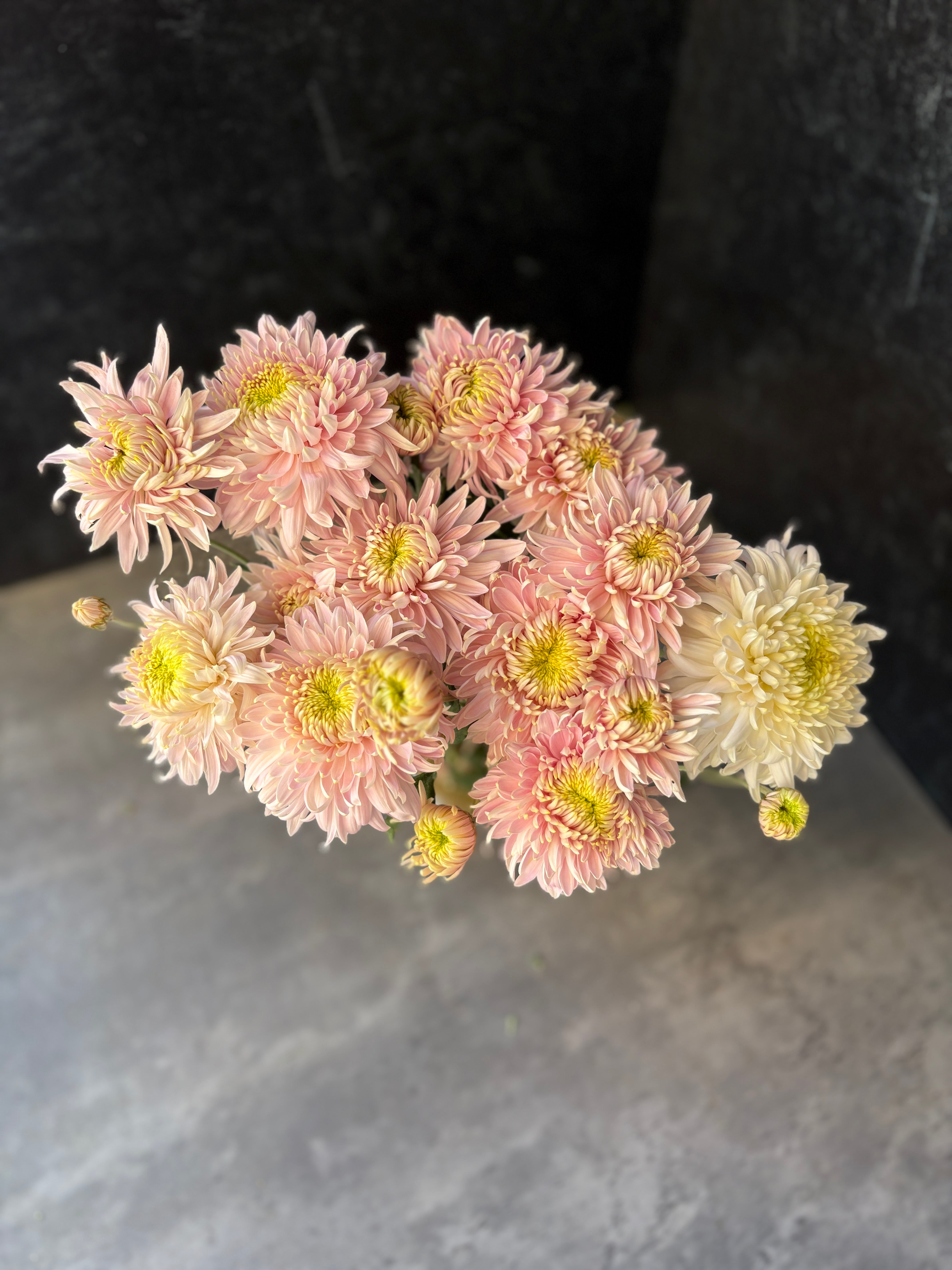 Heirloom Mum Disbud-Seaton's Je'dore