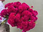 Celosia Crest-Tornado Red