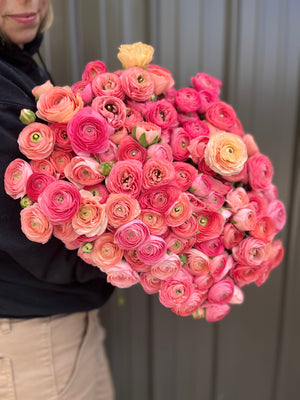 Ranunculus-Salmon