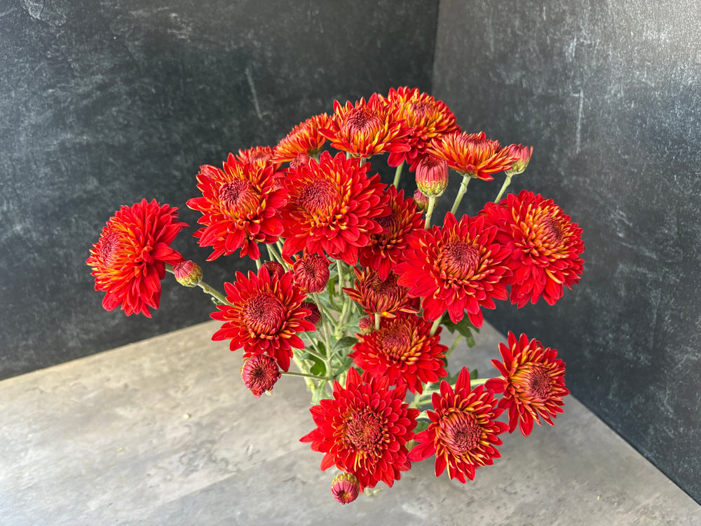 Heirloom Mum Spray-Piranga - SMFF Wholesale