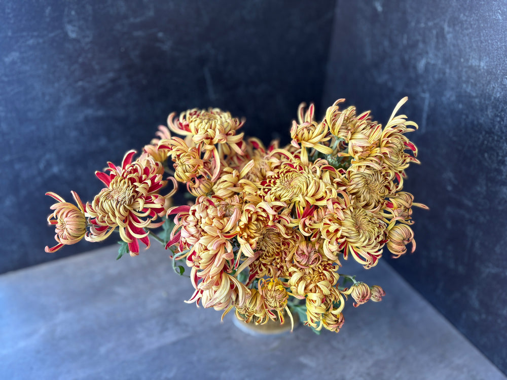 Heirloom Mum Disbud-Nijin Bigo