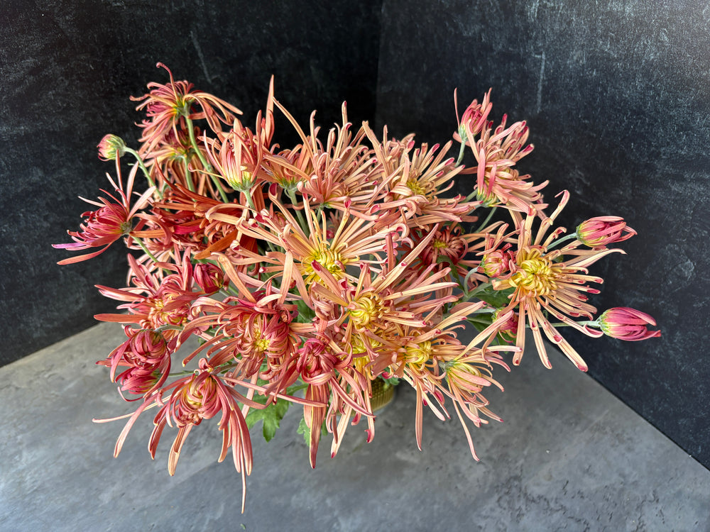 Heirloom Mum Disbud-Mocha Bronze