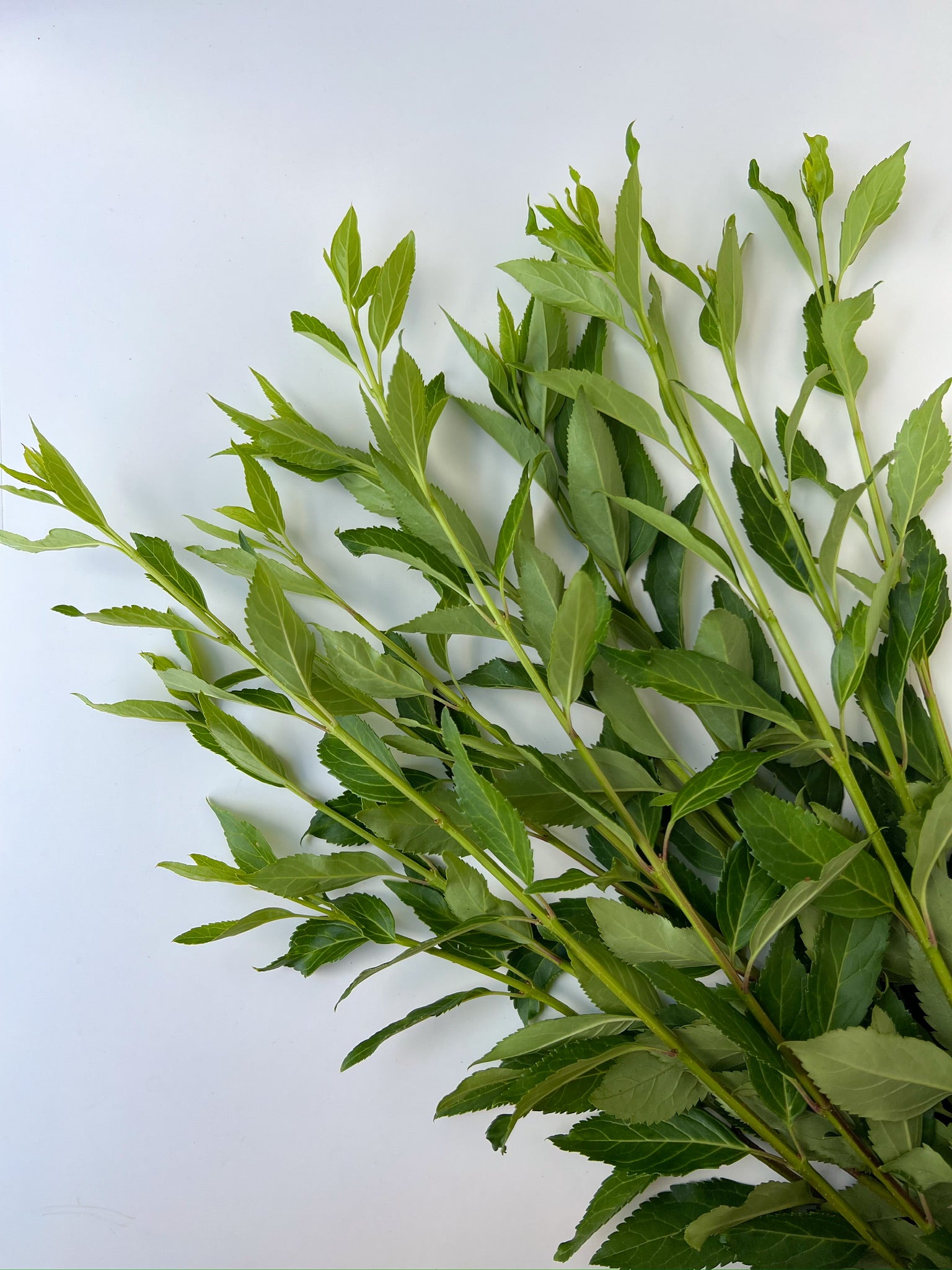 Forsythia Foliage