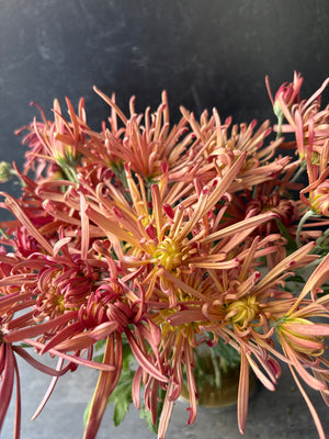 Heirloom Mum Disbud-Mocha Bronze