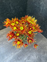 Heirloom Mum Disbud-Saffina