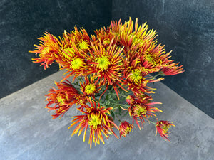 Heirloom Mum Disbud-Saffina