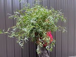 Willow-Medium with Leaves On - SMFF Wholesale