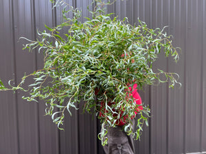 Willow-Medium with Leaves On - SMFF Wholesale