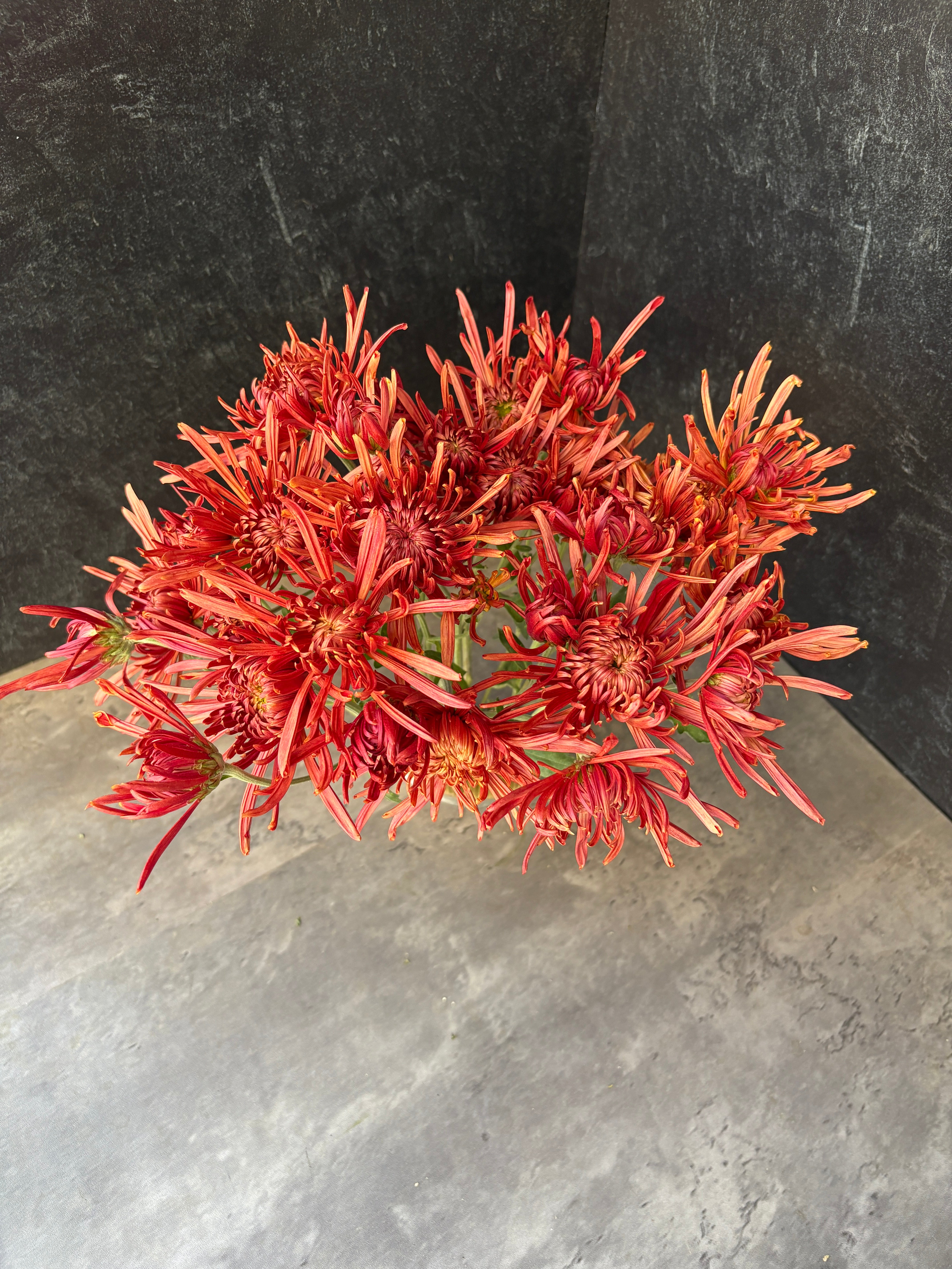 Heirloom Mum Disbud-Seaton's Coffee