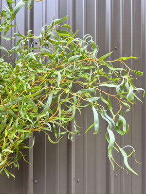 Willow-Medium with Leaves On - SMFF Wholesale