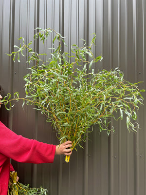 Willow-Medium with Leaves On - SMFF Wholesale