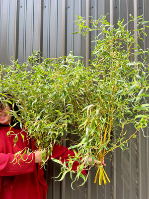 Willow-Medium with Leaves On - SMFF Wholesale