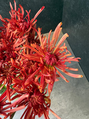 Heirloom Mum Disbud-Seaton's Toffee