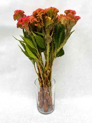 Celosia Crest-Champagne Barbossa - SMFF Wholesale