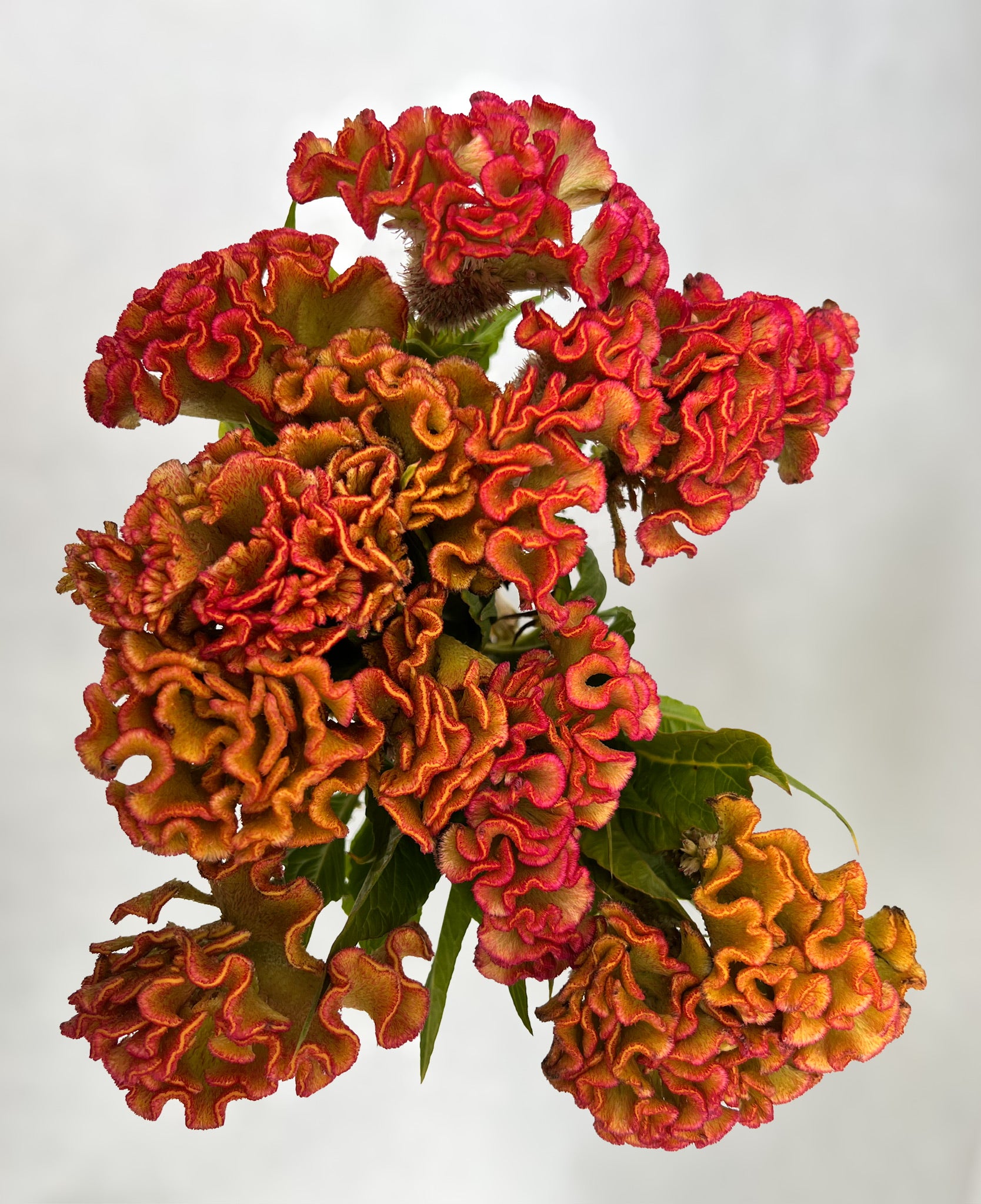 Celosia Crest-Champagne Barbossa