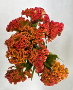 Celosia Crest-Champagne Barbossa - SMFF Wholesale
