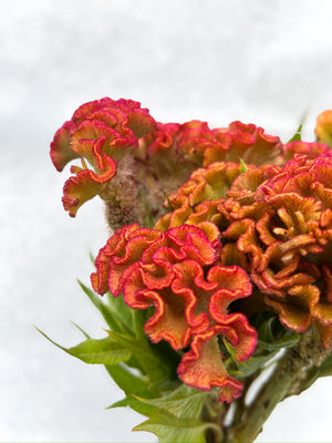 Celosia Crest-Champagne Barbossa - SMFF Wholesale