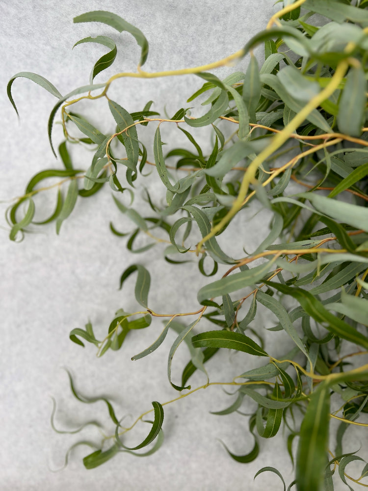 Willow-Small with Leaves On - SMFF Wholesale
