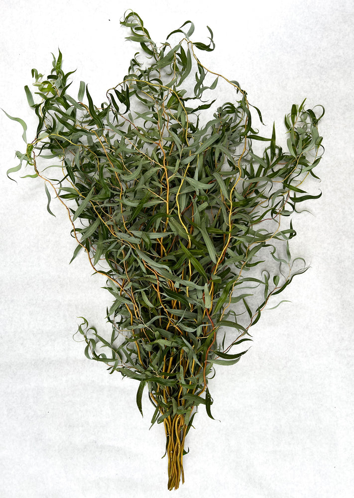 Willow-Medium with Leaves On - SMFF Wholesale