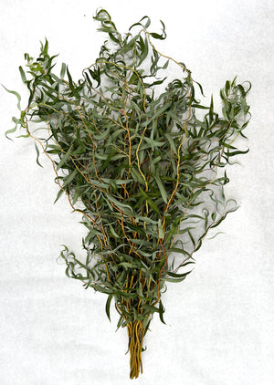 Willow-Medium with Leaves On - SMFF Wholesale