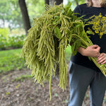 Amaranth-Green Hanging