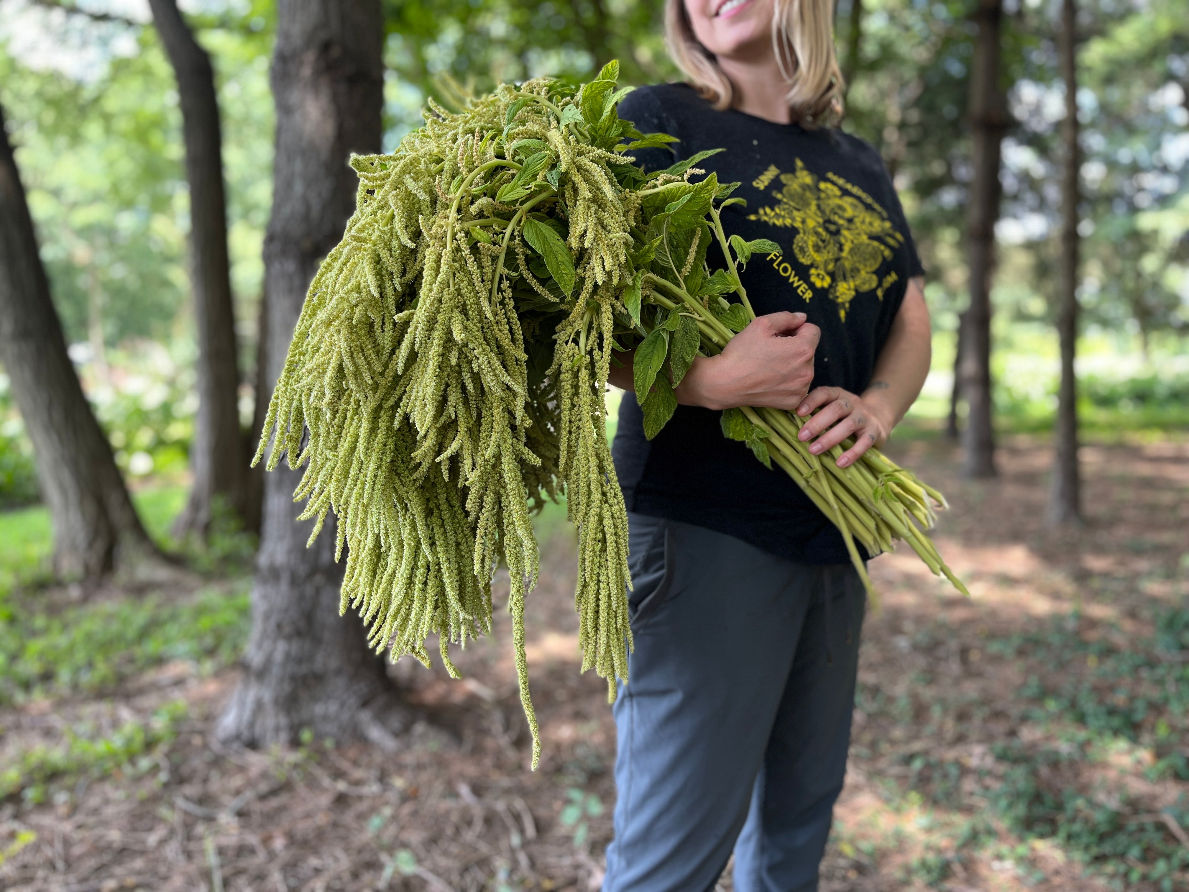 Amaranth-Green Hanging