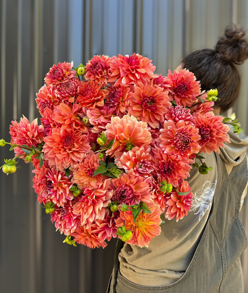 Dahlia Regular-Coral - SMFF Wholesale