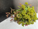Spirea Japonica Seedpods