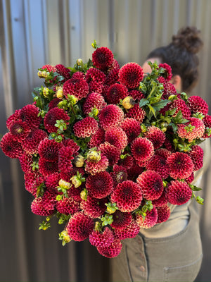 Dahlia Regular-Copperboy - SMFF Wholesale