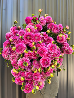 Dahlia Regular-Peter - SMFF Wholesale
