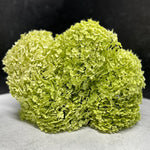 Hydrangea-Incrediball (green)