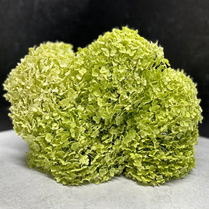 Hydrangea-Incrediball Green