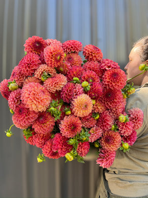 Dahlia Regular-Robin Hood - SMFF Wholesale