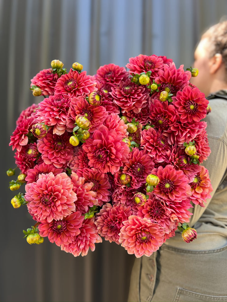 Dahlia Regular-Salmon Runner - SMFF Wholesale