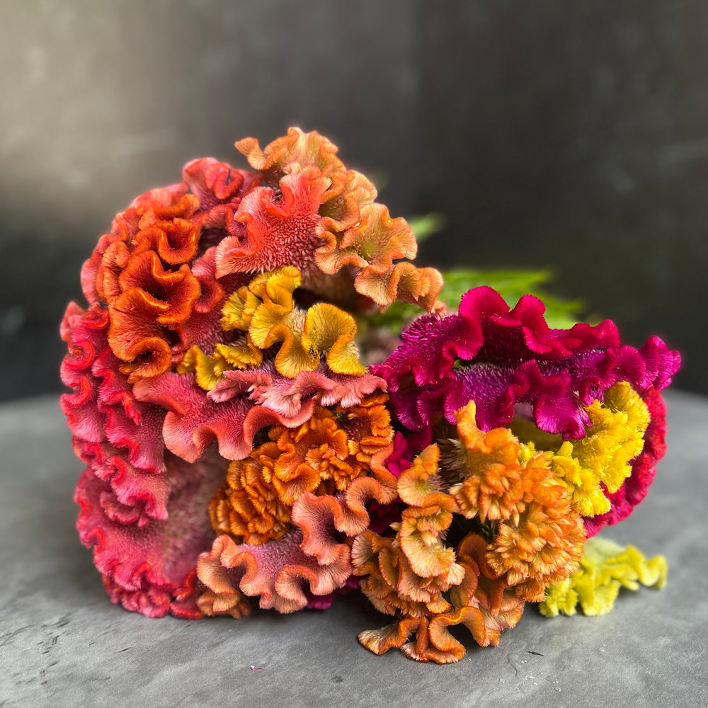 
            
                Load image into Gallery viewer, Celosia Crest-Rainbow Mix
            
        