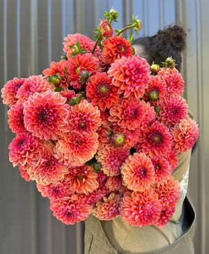 Dahlia Regular-Daisy Duke - SMFF Wholesale
