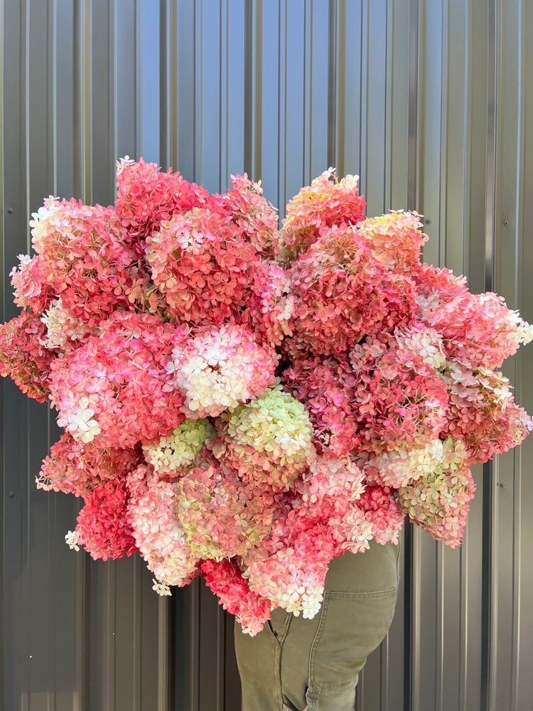 Hydrangea-Pink - SMFF Wholesale